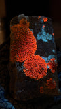 Natural Lichen Specimen on Rock Matrix – 669 g (107 x 58 x 52.6 mm) – Vibrant Orange & UV Reactive
