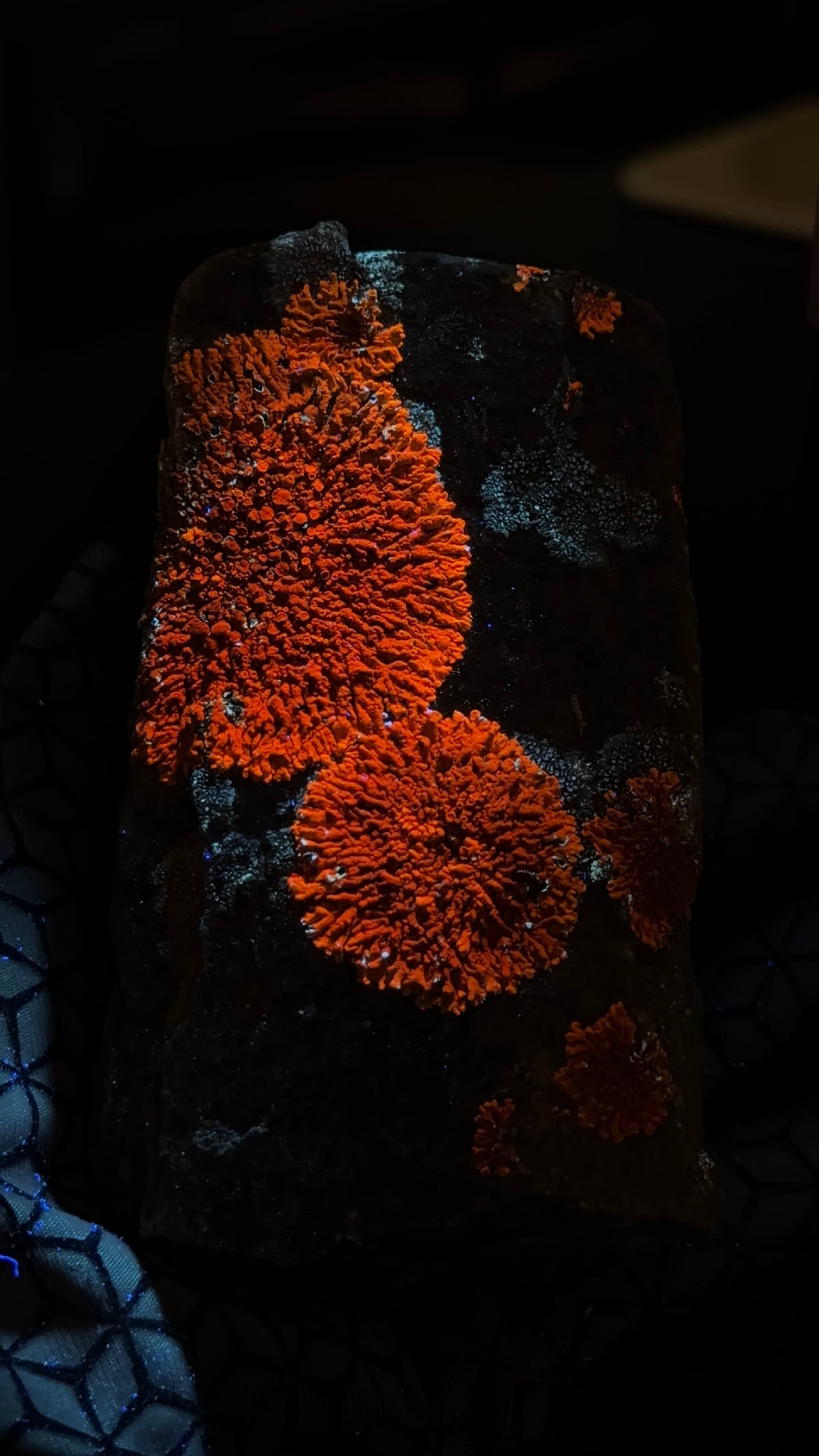 Natural Lichen Specimen on Rock Matrix – 669 g (107 x 58 x 52.6 mm) – Vibrant Orange & UV Reactive