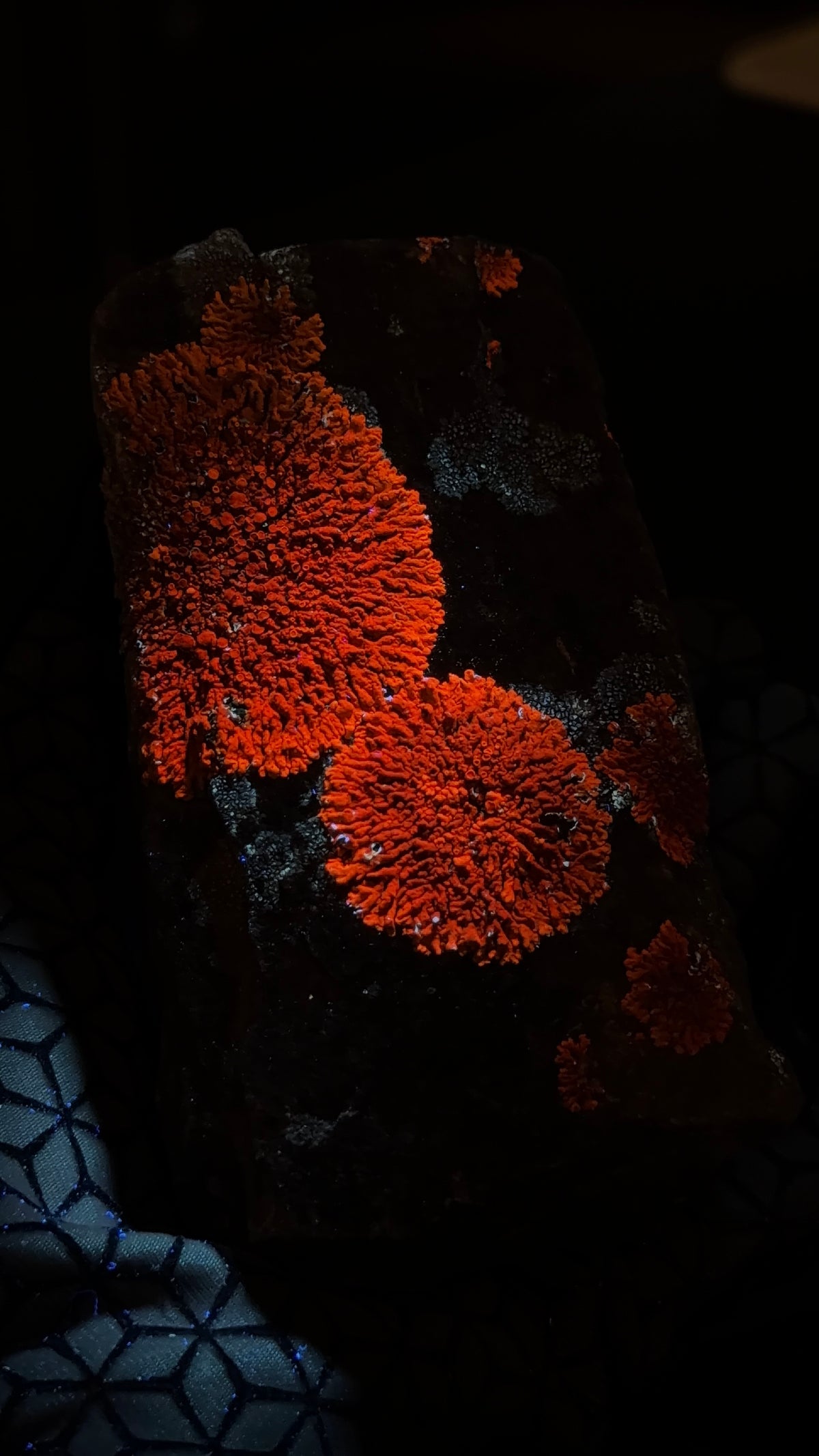 Natural Lichen Specimen on Rock Matrix – 669 g (107 x 58 x 52.6 mm) – Vibrant Orange & UV Reactive