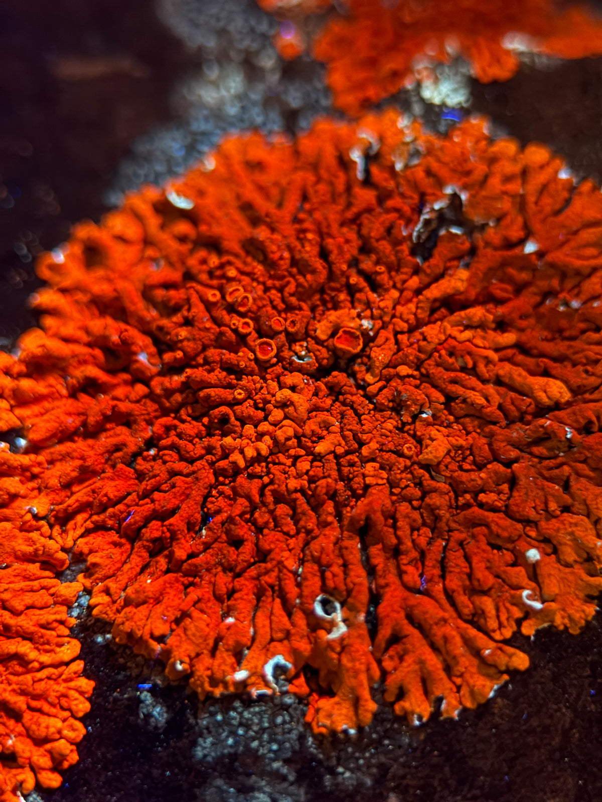Natural Lichen Specimen on Rock Matrix – 669 g (107 x 58 x 52.6 mm) – Vibrant Orange & UV Reactive