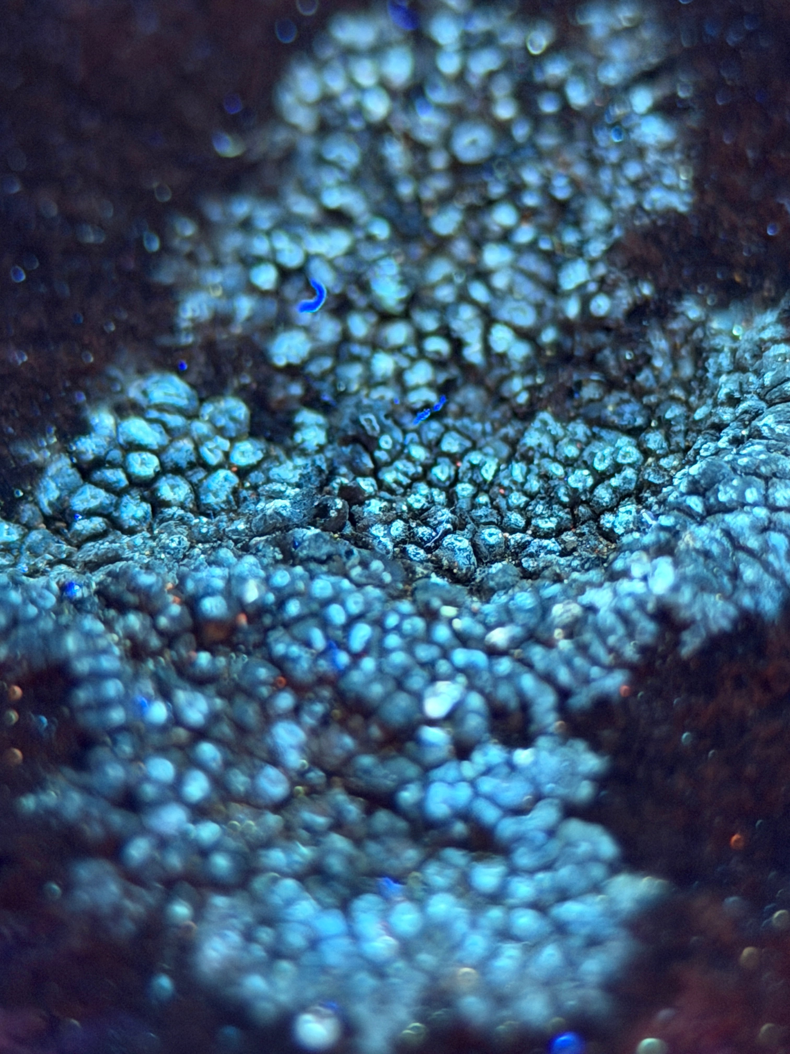 Natural Lichen Specimen on Rock Matrix – 669 g (107 x 58 x 52.6 mm) – Vibrant Orange & UV Reactive