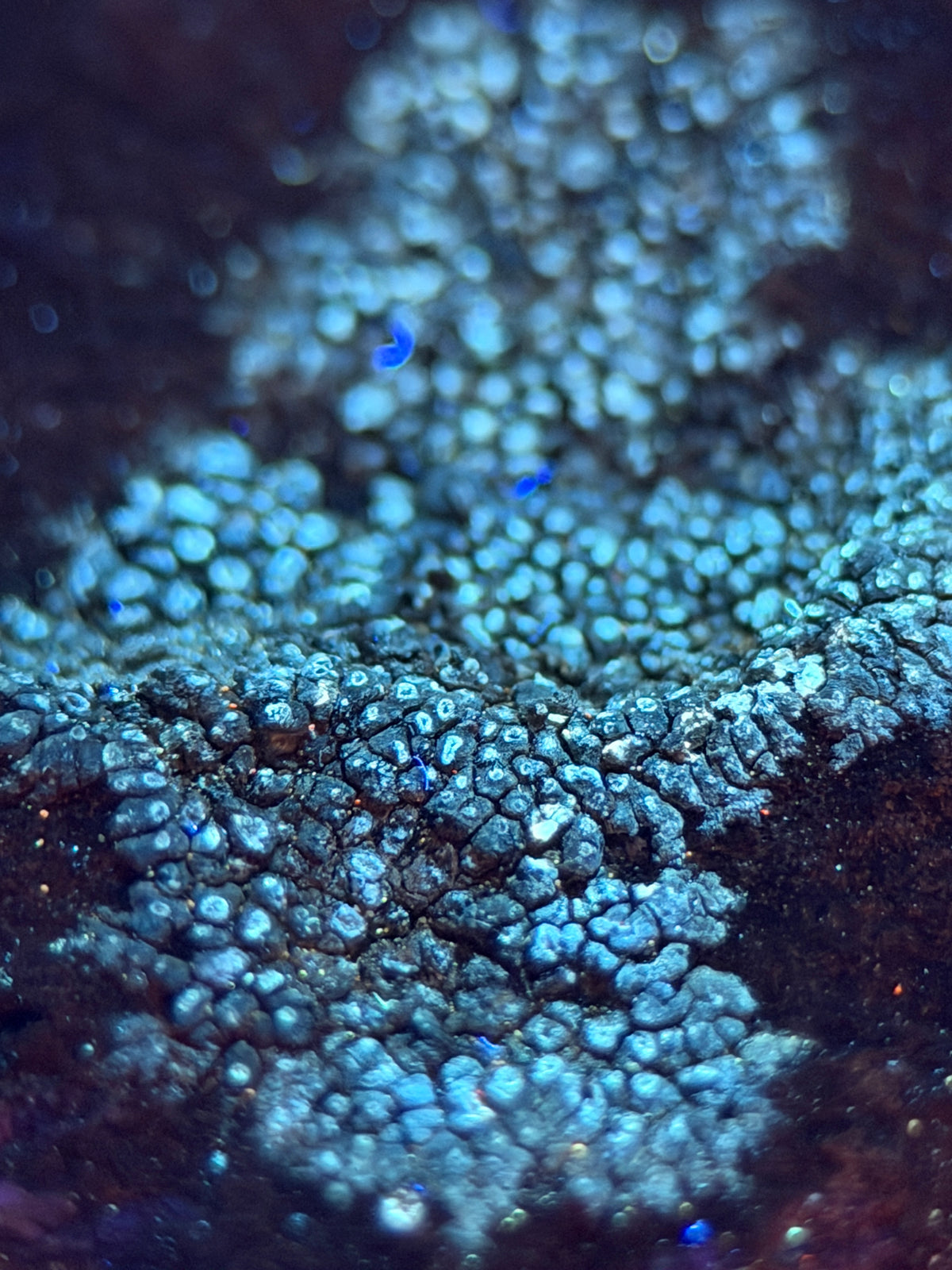 Natural Lichen Specimen on Rock Matrix – 669 g (107 x 58 x 52.6 mm) – Vibrant Orange & UV Reactive