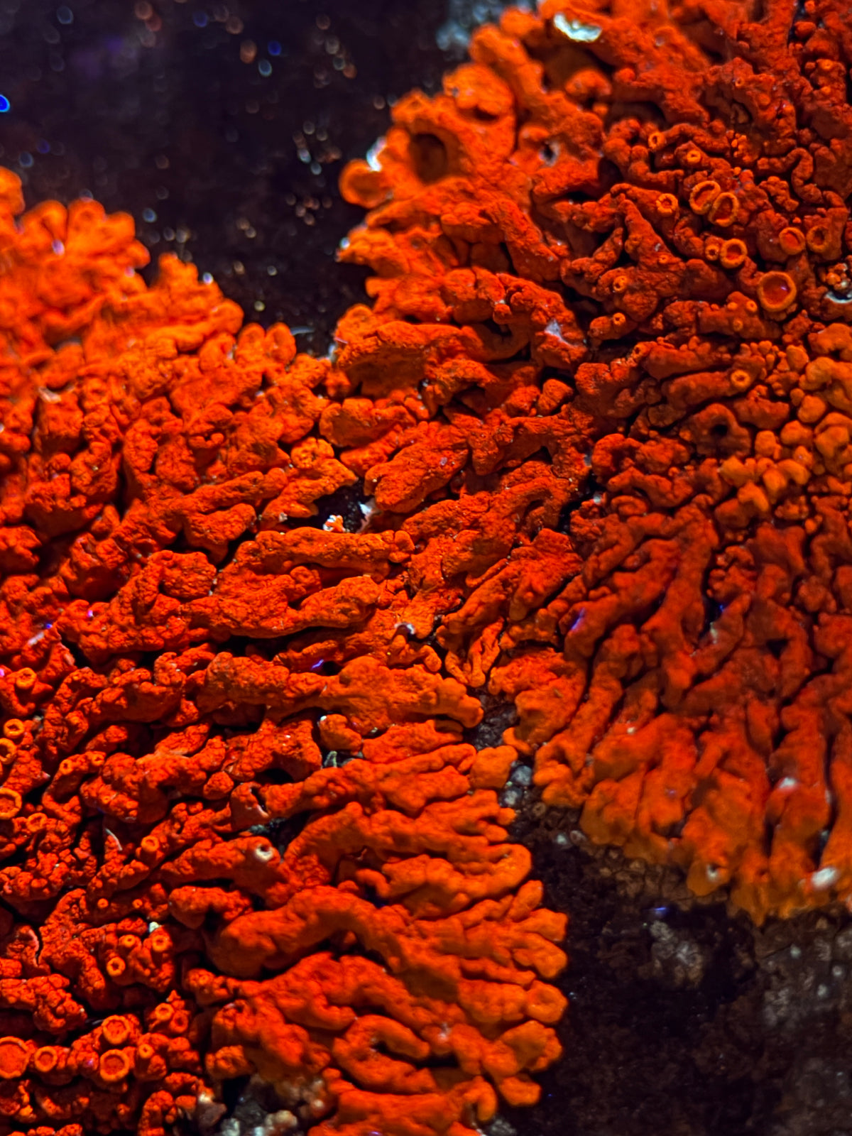 Natural Lichen Specimen on Rock Matrix – 669 g (107 x 58 x 52.6 mm) – Vibrant Orange & UV Reactive