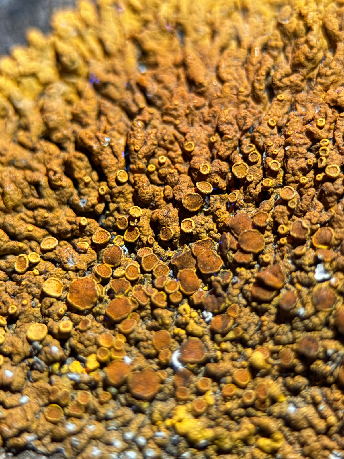 Natural Lichen Specimen on Rock Matrix – 669 g (107 x 58 x 52.6 mm) – Vibrant Orange & UV Reactive