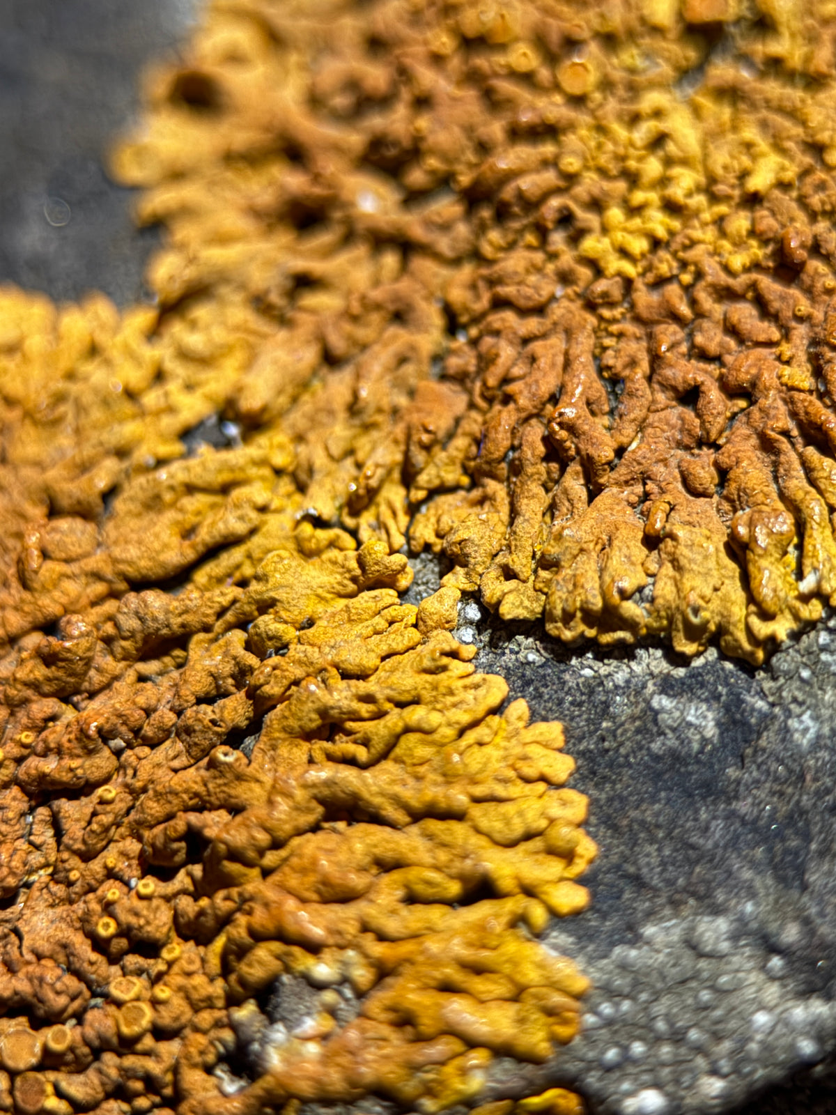 Natural Lichen Specimen on Rock Matrix – 669 g (107 x 58 x 52.6 mm) – Vibrant Orange & UV Reactive