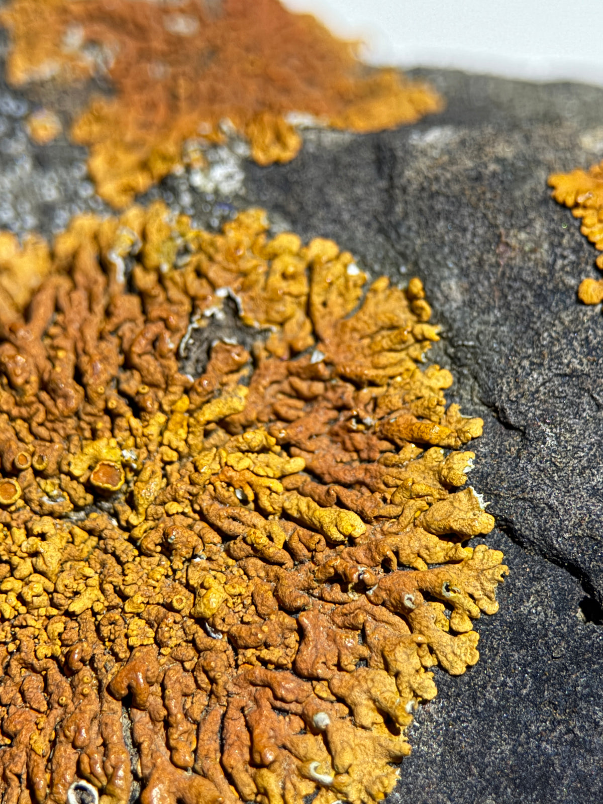 Natural Lichen Specimen on Rock Matrix – 669 g (107 x 58 x 52.6 mm) – Vibrant Orange & UV Reactive