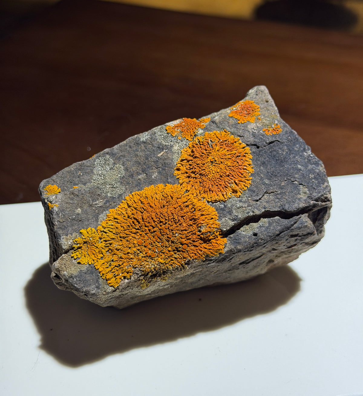Natural Lichen Specimen on Rock Matrix – 669 g (107 x 58 x 52.6 mm) – Vibrant Orange & UV Reactive