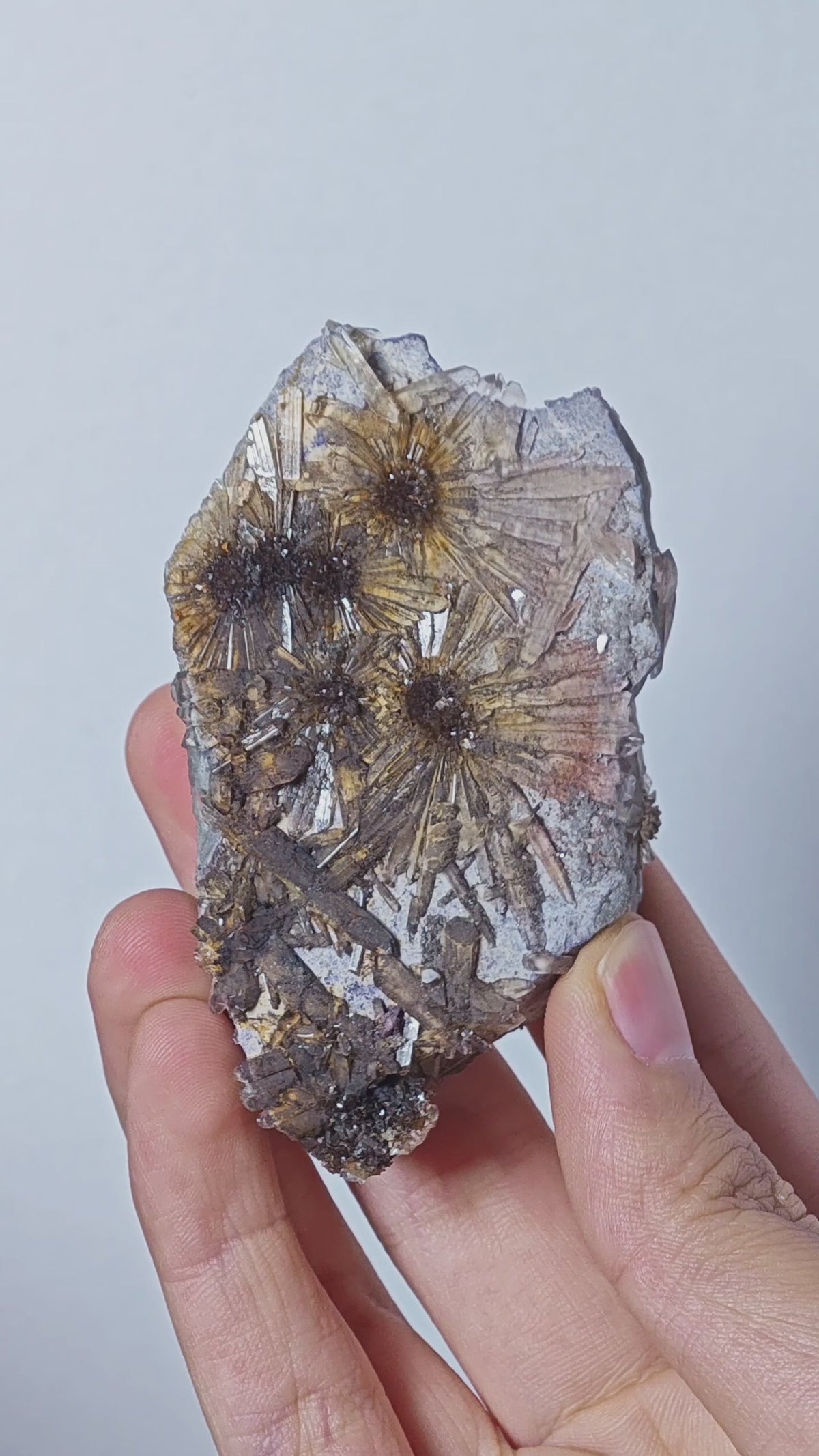 Natural Dark Daisy Creedite Gypsum Flower Mineral Specimen | China